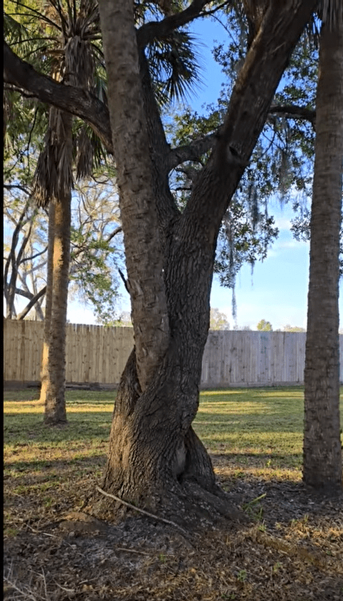 oakpalm oakpalm